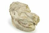 Fossil Horse (Mesohippus) Skull - Nebraska #342181-2